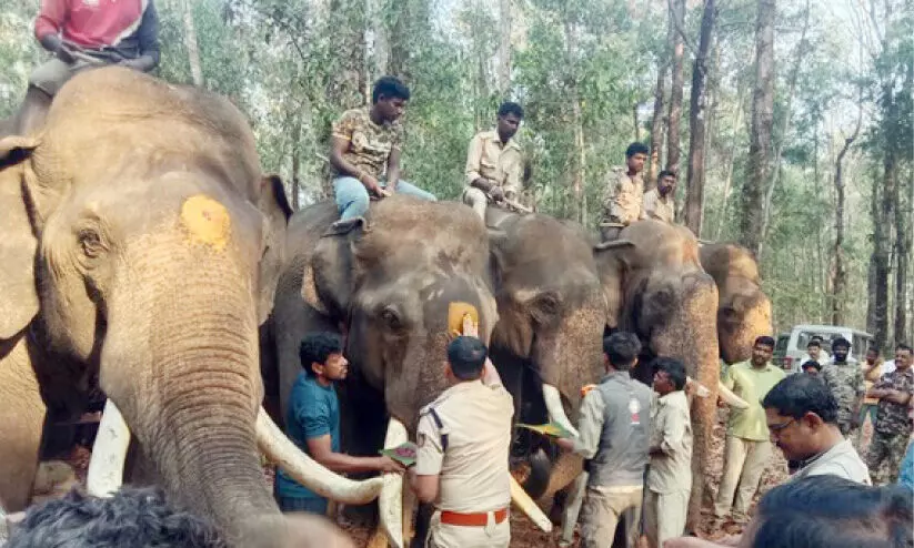 കൊ​ല​യാ​ളിയാന​യെ പി​ടി​ക്കാ​ൻ ശ്ര​മം