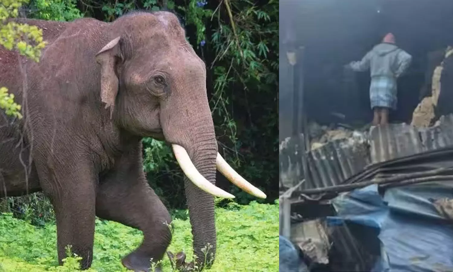 Idukki wild elephant attack