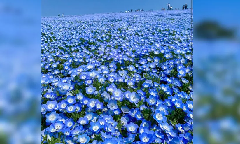 Nemophila flowers spread the blue carpet; The video went viral