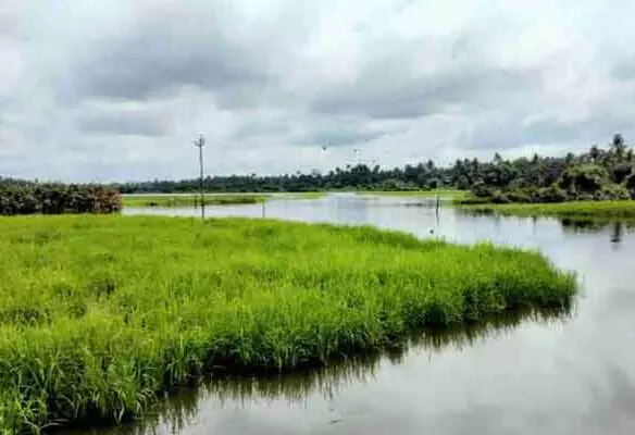 പൊക്കാളി നെല്ലിന് അടിസ്ഥാന വിലനിശ്ചയിച്ച് സപ്ലൈകോ വഴി സംഭരിക്കണമെന്ന് റിപ്പോർട്ട്