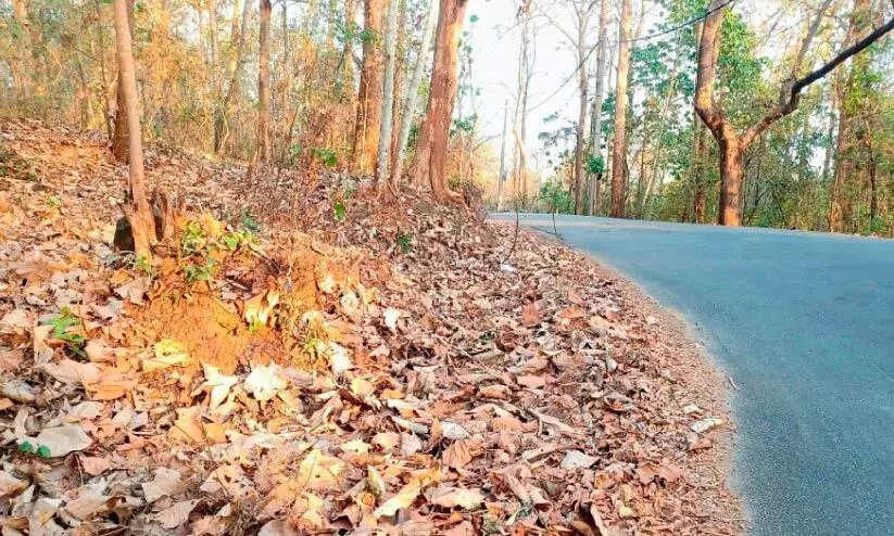 ഫയർലൈൻ ഒ​രുക്കാത്തതിനാൽ കാട്ടിലും റോഡിലുമായി കിടക്കുന്ന കരിയിലകൾ