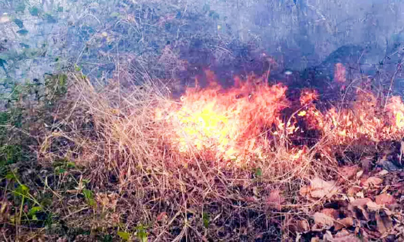 അറക്കുളം പഞ്ചായത്തിൽ അഞ്ചിടത്ത്​​ തീ പടർന്നു