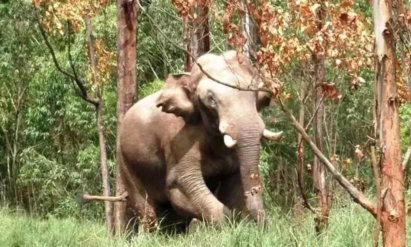 അരിക്കൊമ്പനെ വീഴ്ത്താൻ അതിവിദഗ്​ധ നീക്കം