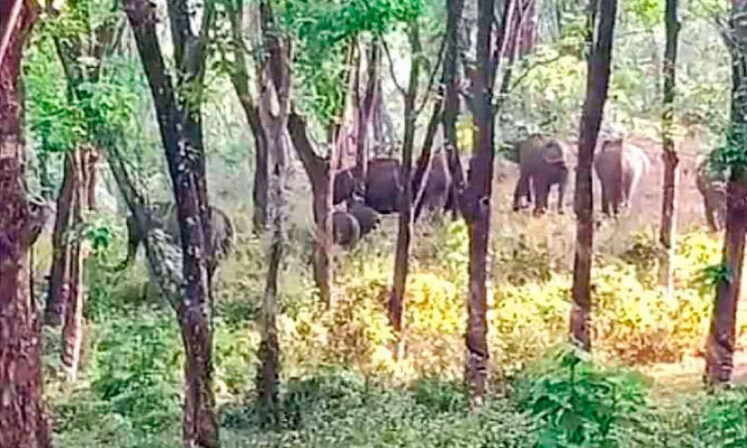 കാട്ടാന ഓടിച്ചു; തോട്ടം തൊഴിലാളിക്ക് വീണ് പരിക്ക്