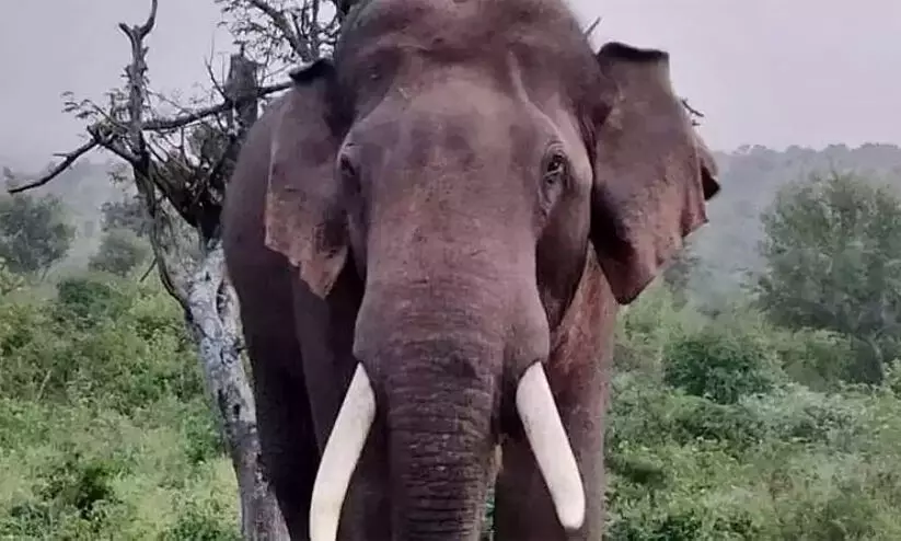 ആനയിറങ്കൽ ഡാം കടന്ന് അരിക്കൊമ്പൻ, 301 കോളനി ഭാഗത്തേക്ക് തിരിച്ച് കയറി