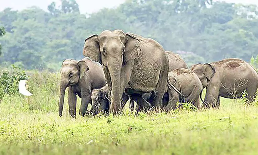 വന സൗഹൃദ സദസ് നാളെ മുതല്‍ 28 വരെ; ഉദ്ഘാടനം മാനന്തവാടിയില്‍