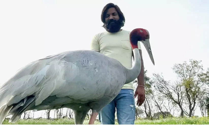 Sarus crane