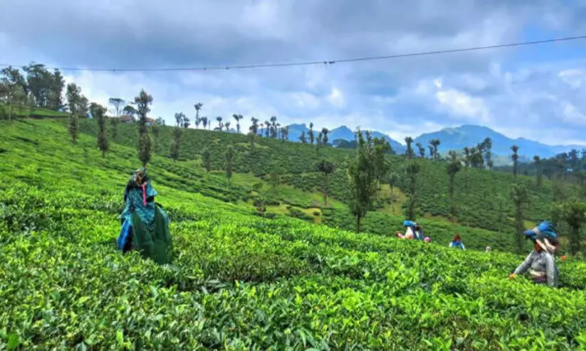 നെല്ലിയാമ്പതി ബ്രിട്ടീഷ് എസ്റ്റേറ്റുകൾ: ഇരുട്ടിൽ തപ്പി പാലക്കാട് കലക്ടർ