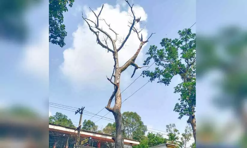 തേനീച്ചക്കൂടുമായി മരശിഖരം റോഡിലേക്ക് വീണു