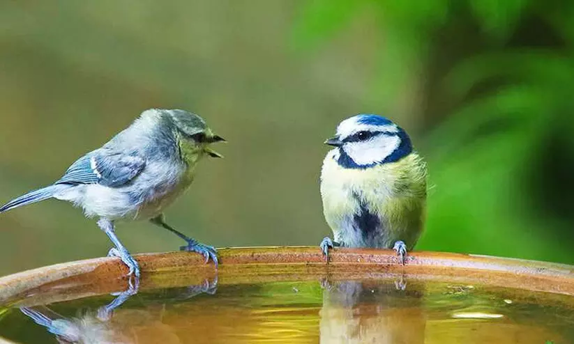 വേനൽ ചൂട്: ദുരന്ത നിവാരണ അതോറിറ്റി ജാഗ്രത നിർദേശങ്ങൾ പുറപ്പെടുവിച്ചു