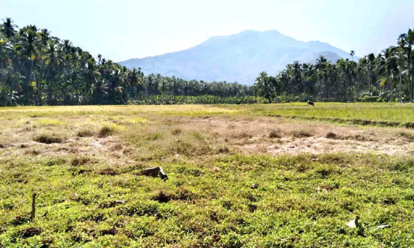 നരയംകുളം, ചെറുക്കാടിൽ കനാൽ വെള്ളമെത്തിച്ചാൽ വരൾച്ചയകറ്റാം