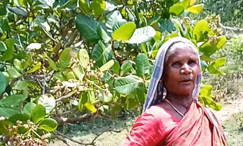 അട്ടപ്പാടിയിൽ ആദിവാസി ഭൂമി കൈയേറിയതായി മുഖ്യമന്ത്രിക്ക് പരാതി