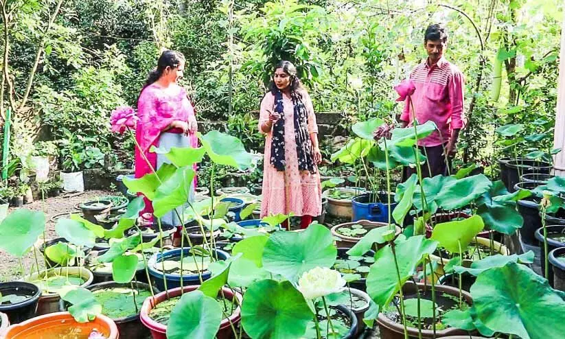 താ​മ​ര​കൃ​ഷി