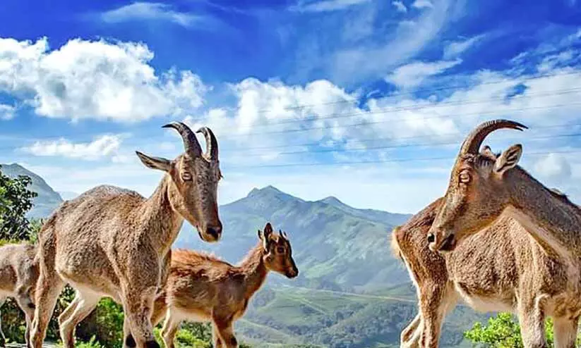 striped goats