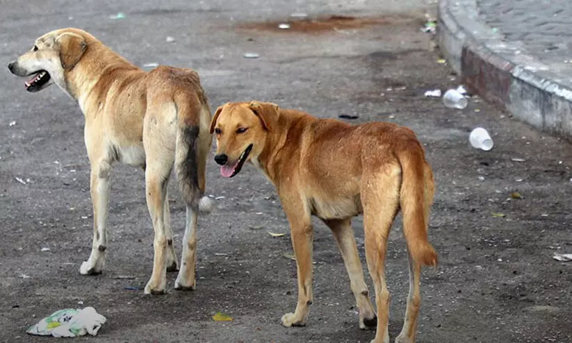 തെ​രു​വു​നാ​യ് പ്ര​ശ്നം പ​രി​ഹ​രി​ക്കാ​ൻ കു​വൈ​ത്തിൽ   പ​ദ്ധ​തി