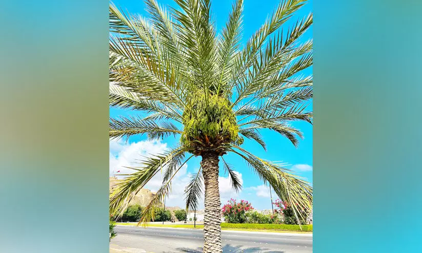 palm tree blooming