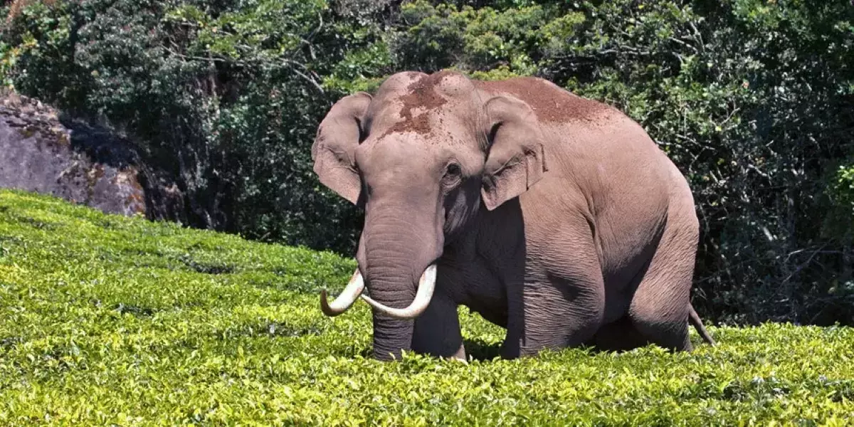 വില്ലനായി ചക്കക്കൊമ്പനും