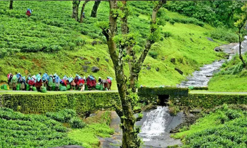 പാലക്കാട് കലക്ടർ മറച്ചുവെക്കുന്നത് നെല്ലിയാമ്പതി1947ന് മുമ്പ് ബ്രിട്ടീഷ് തോട്ടങ്ങളായിരുന്നുവെന്ന നിയമസഭ സമിതി റിപ്പോർട്ട്