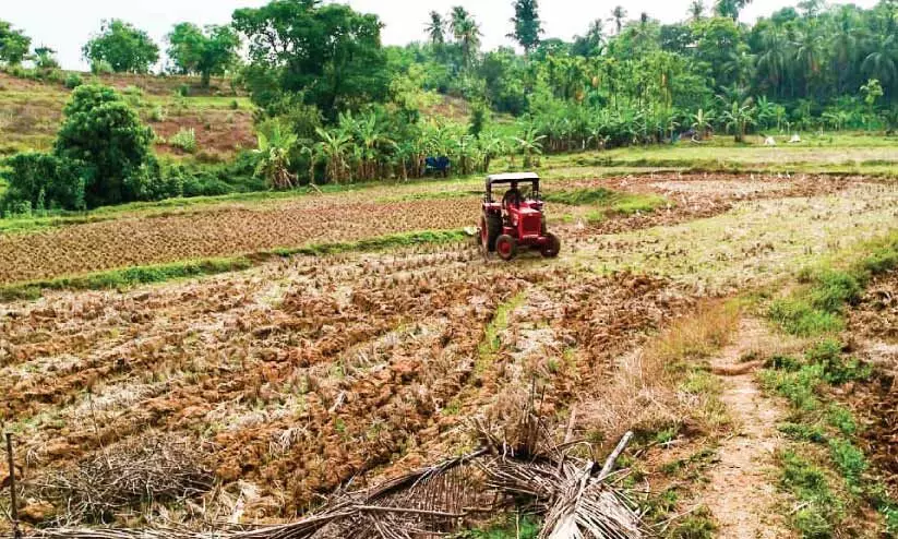 ഒന്നാം വിളക്ക് ഒരുക്കം തുടങ്ങി ര​ണ്ടാം വി​ള​യു​ടെ നെ​ല്ല് സം​ഭ​രി​ക്കാ​ത്ത​തും