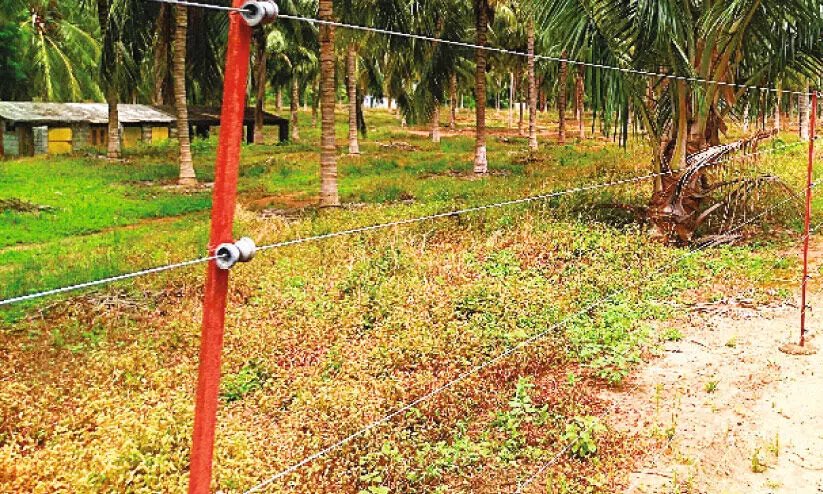 ഹൈ ​ടെ​ൻ​ഷ​ൻ ആ​ശ​ങ്ക; കാട്ടാനപ്പേടിയിൽ വൈദ്യുത വേലികളിൽ ഉയർന്ന വോൾട്ടേജിൽ വൈദ്യുതി കടത്തി വിടുന്നു