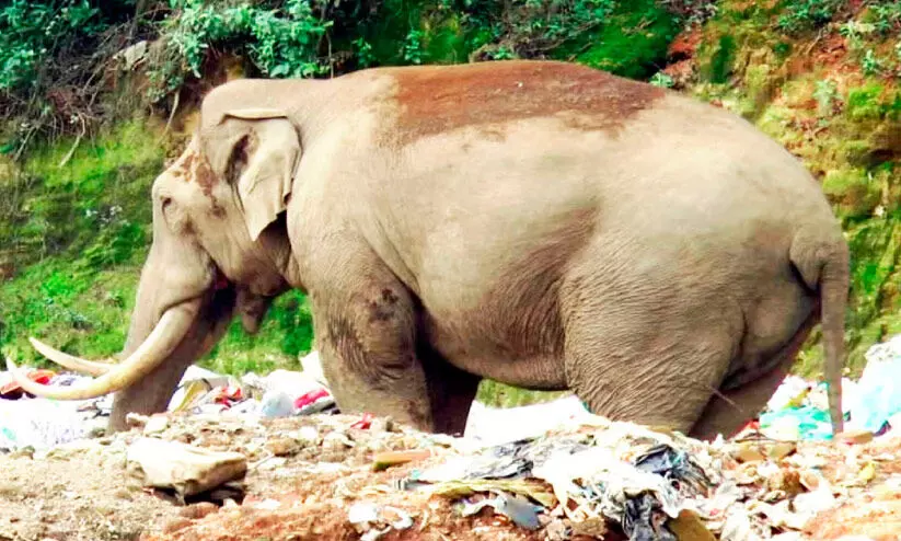 മൂന്നാറിന്‍റെ ഉറക്കംകെടുത്തി പടയപ്പ; കാടുകയറ്റണമെന്ന ആവശ്യം ശക്തം