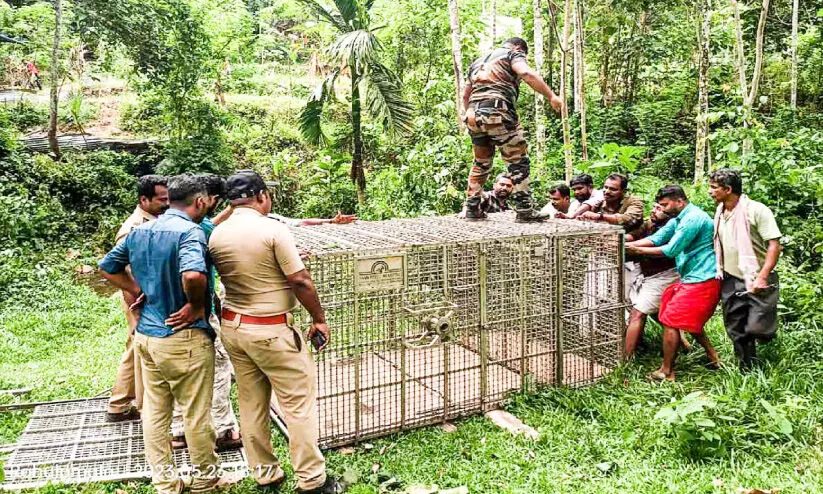 വടശ്ശേരിക്കരയിൽ കടുവ ഭീഷണി; വനംവകുപ്പ് കൂട് സ്ഥാപിച്ചു