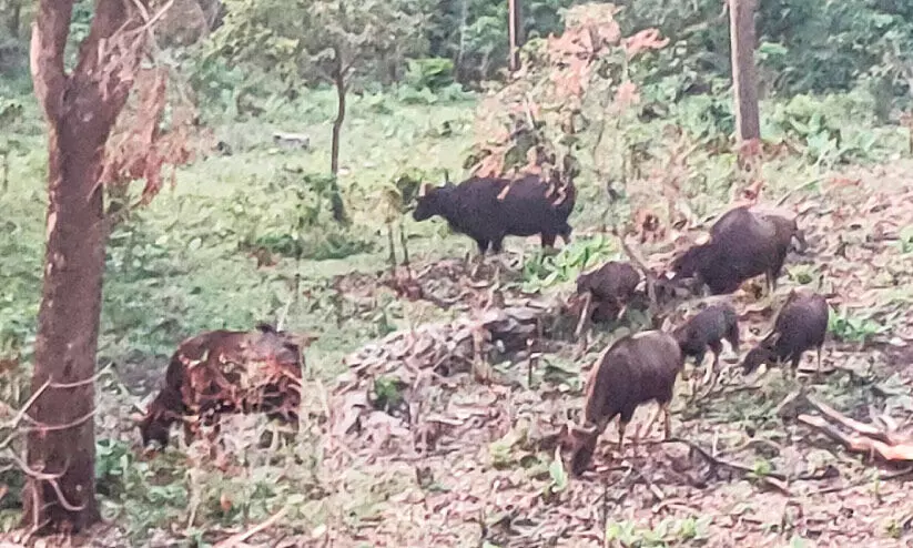 ഇ​ടു​ക്കി ജില്ലയിലെ വന്യമൃഗ ശല്യം; പരിഹാരത്തിന്​ സമഗ്ര പദ്ധതി