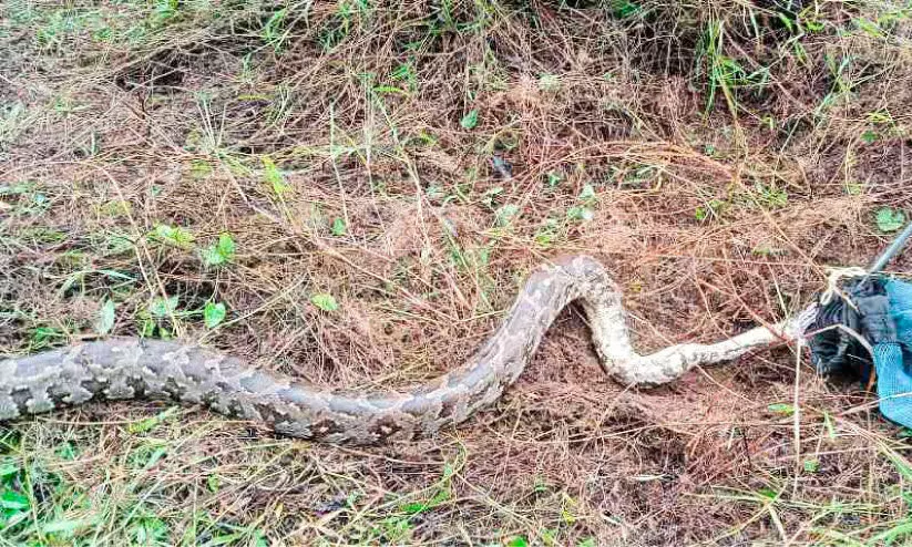 മലമ്പാമ്പിനെ പിടികൂടി