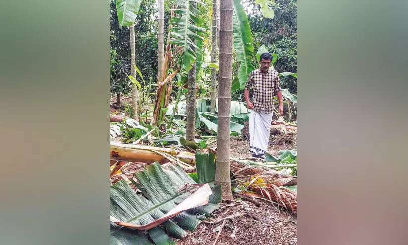 കാട്ടാനകൾ വീടിനടുത്ത് വിറങ്ങലിച്ച് കുടുംബങ്ങൾ