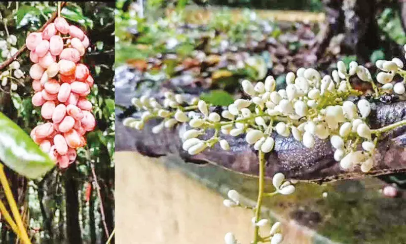 കാഴ്ച വസന്തമൊരുക്കി ഔഷധ സസ്യം ‘മലതാങ്ങി’ പൂവിട്ടു