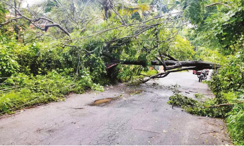 മ​ഴ; വേ​ങ്ങ​ശ്ശേ​രി​യി​ൽ റോ​ഡി​ന് കു​റു​കെ മ​രം വീ​ണു