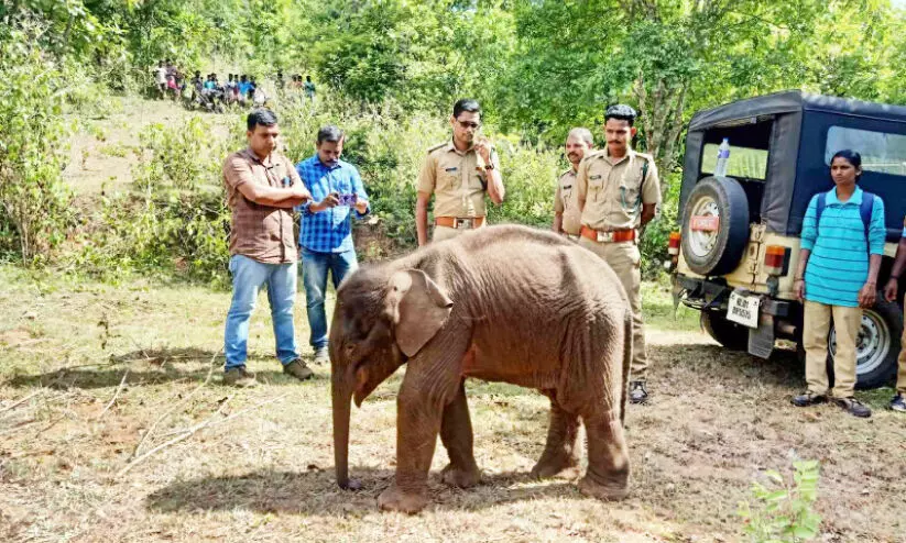 കൂ​ട്ടം തെ​റ്റി ജ​ന​വാ​സ​കേ​ന്ദ്ര​ത്തി​ലെ​ത്തി​യ കു​ട്ടി​യാ​ന കാ​ടി​റ​ങ്ങി വീ​ണ്ടുമെത്തി