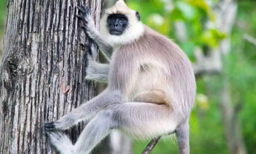 Gray langur