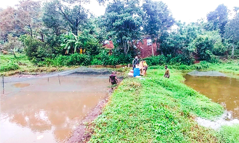 നെല്ലിൽ പോയത്​ മീനിൽ കൊയ്ത്​ ജോർജുകുട്ടി