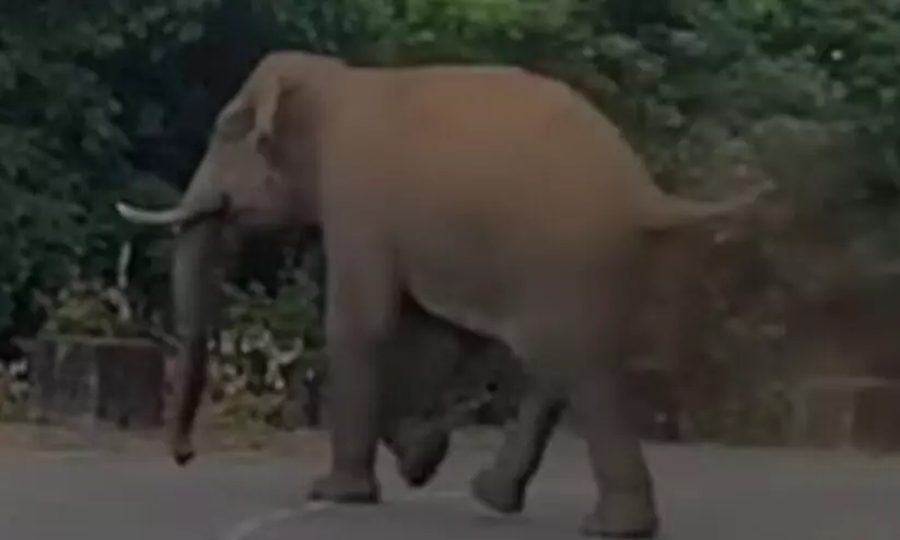 Manga Komban, wild elephant