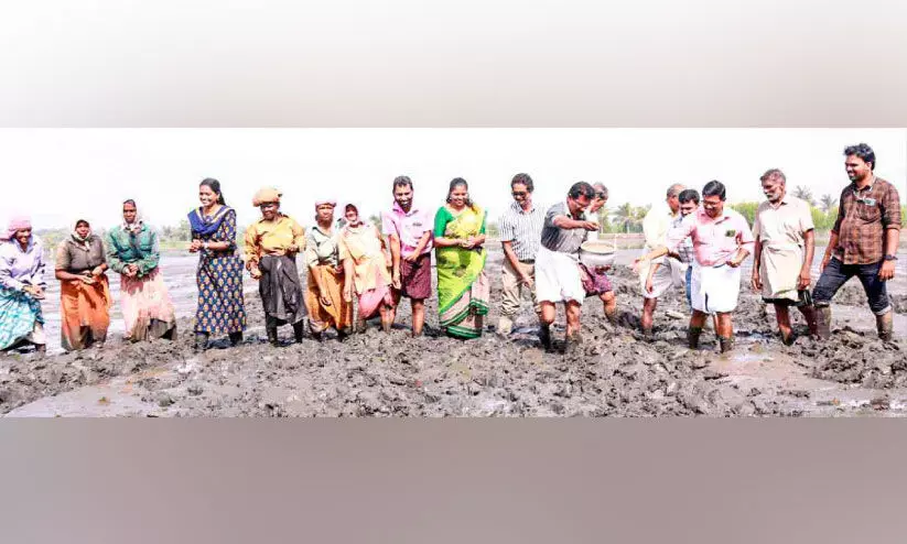 ഞാറ്റുവേല മഹോത്സവം;  മുണ്ടോൻ തുരുത്തിൽ പൊക്കാളി കൃഷി തുടങ്ങി