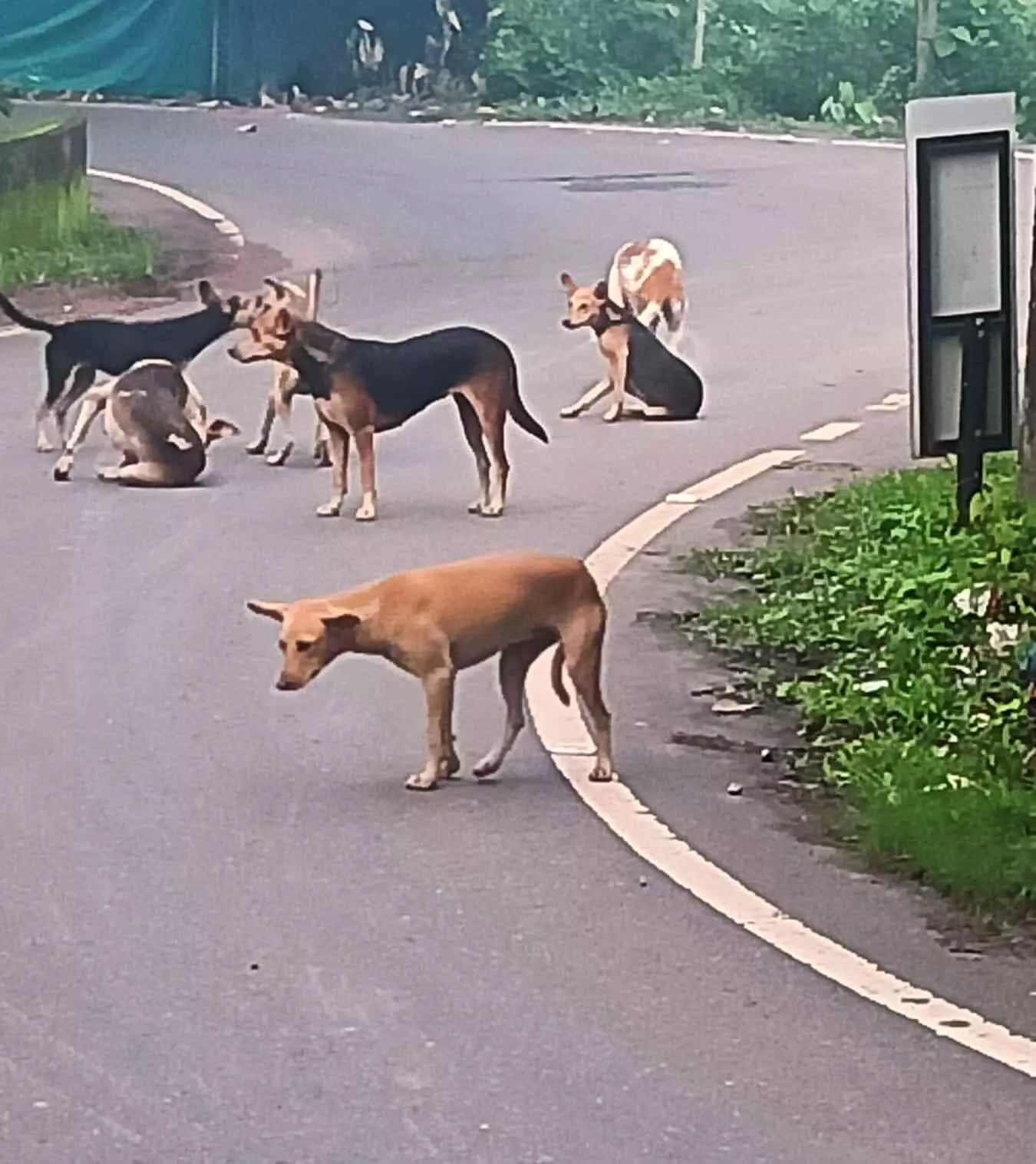 കോ​ട്ട​പ്പു​റം ക​വ​ല​യി​ൽ തെ​രു​വു​നാ​യ്​ വി​ള​യാ​ട്ടം