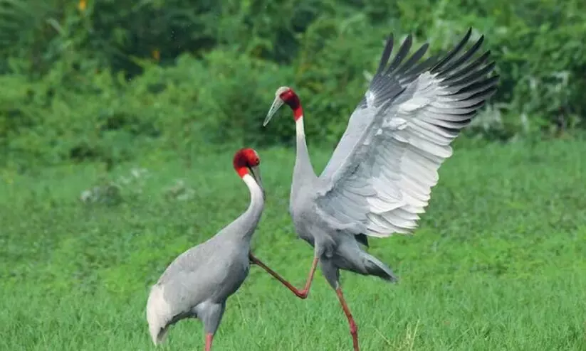 sarus beaks