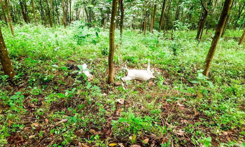 പെരുനാട് വീണ്ടും കടുവ ഭീതി; രണ്ട്​ ആടുകളെ കൊന്നു