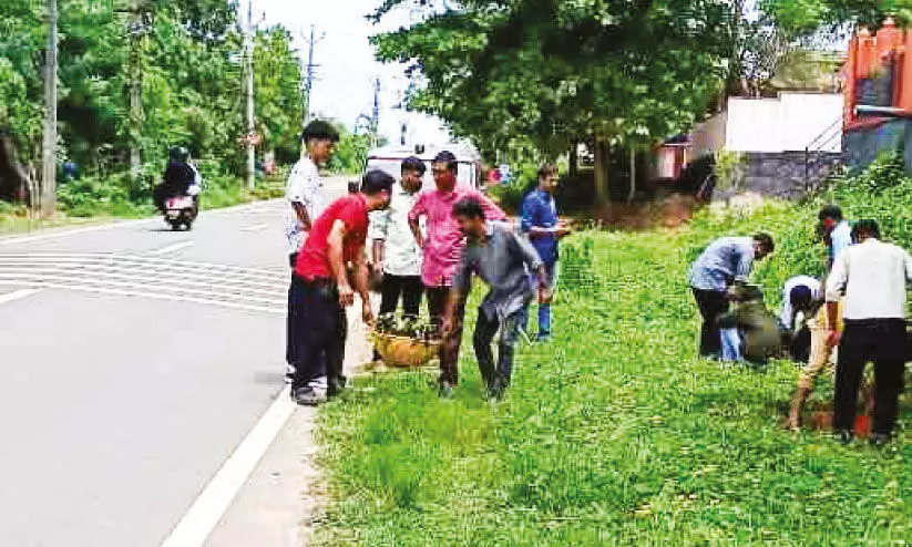 വ​ന​മ​ഹോ​ത്സ​വം: 300 നാ​ട്ടു​മാ​വി​ൻ തൈ​ക​ൾ ന​ട്ടു