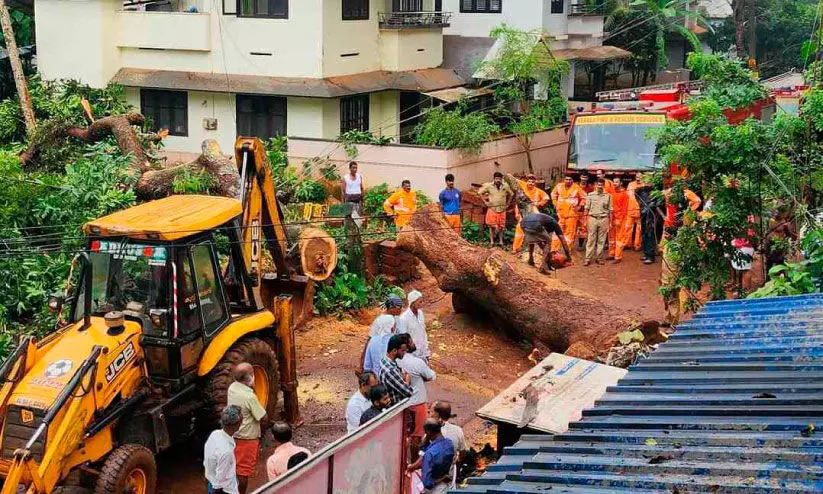 കൂറ്റൻ മാവ് കടപുഴകി; ഗതാഗതവും വൈദ്യുതിയും മുടങ്ങി