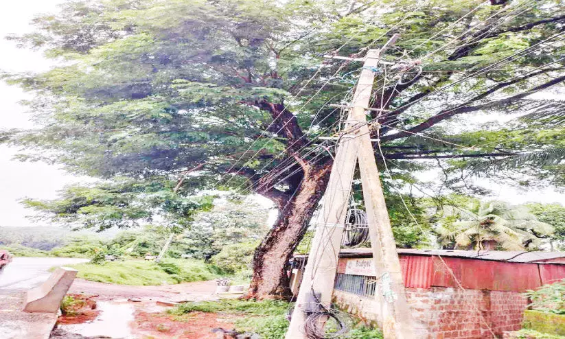 അ​പ​ക​ട ഭീ​ഷ​ണി​യാ​യ മ​രം വെ​ട്ടി​മാ​റ്റ​ണ​മെ​ന്നാ​വ​ശ്യം