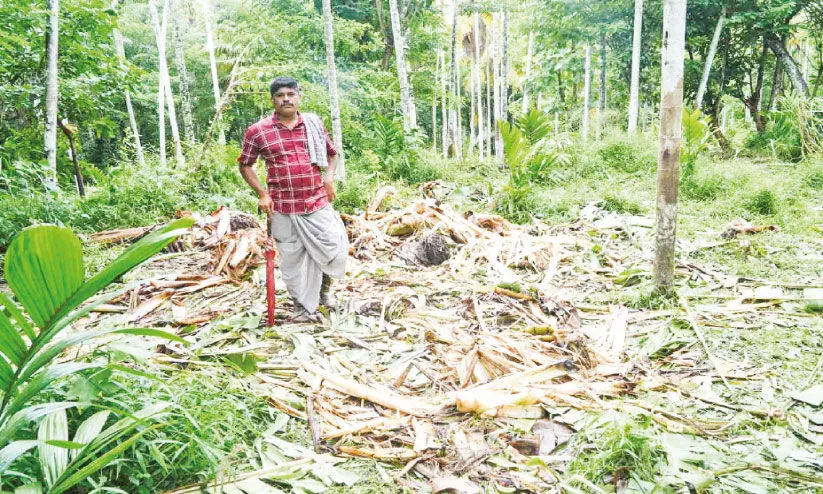 അ​ട്ട​പ്പാ​ടി ടൗ​ണി​ന് സ​മീ​പം കാ​ട്ടാ​ന​ക്കൂ​ട്ടം