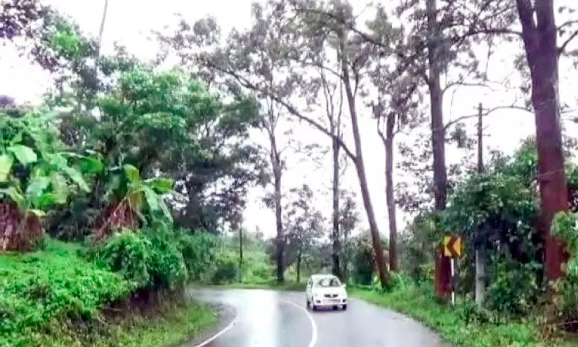 പ​രാ​തി​ക​ൾ ഏ​റെ ന​ൽ​കി; വ​ൻ​മ​ര​ങ്ങ​ൾ മു​റി​ക്കാ​ൻ ന​ട​പ​ടി​യി​ല്ല