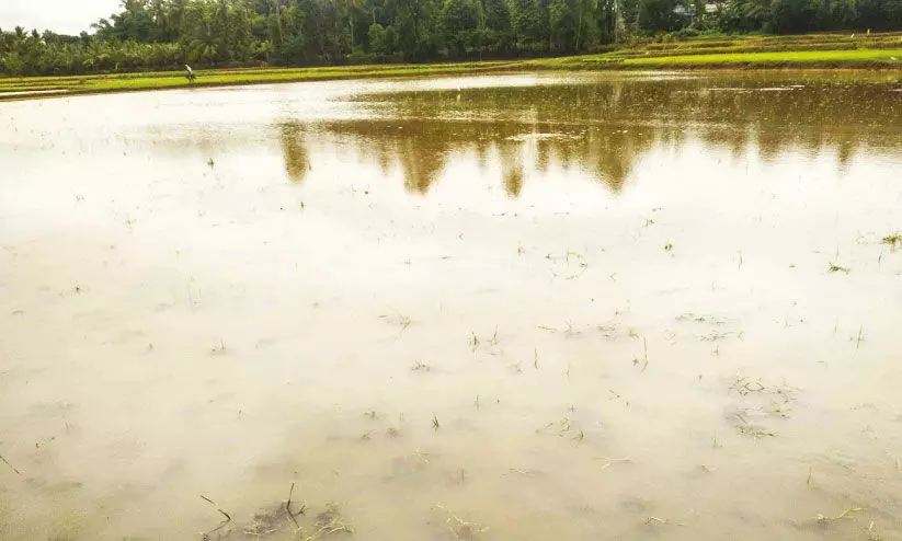 മഴ മാറിനിന്നു ദുരിതം ബാക്കി