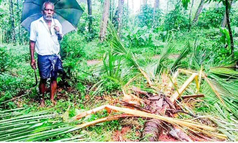 മഴ കനത്തതോടെ കാട്ടാന ശല്യവും