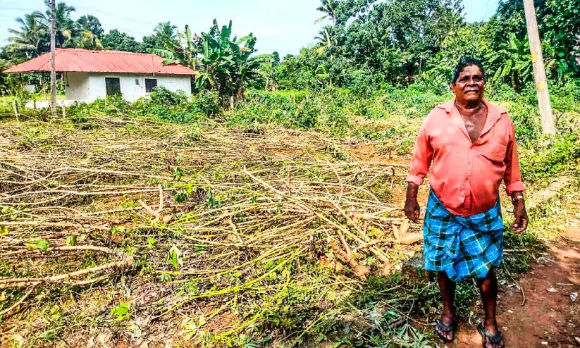 വെള്ളപ്പൊക്കത്തിന്റെ മറവിൽ കൃഷിയിടത്തിലെ കപ്പ പറിച്ച് കടത്തി