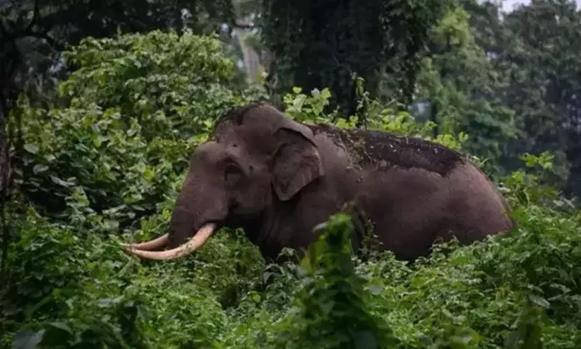 കാട്ടാനശല്യത്തിൽ കർഷക രോഷം