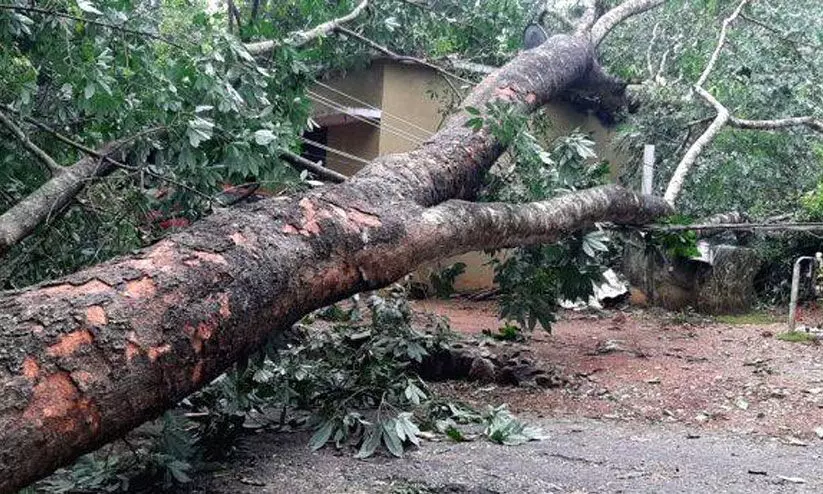 മരം കടപുഴകി കടയ്ക്ക് മുകളിൽ വീണു