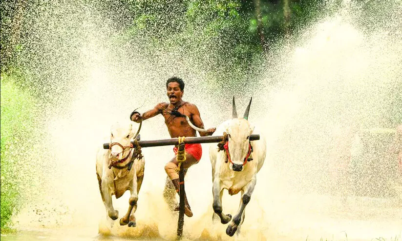 ആനന്ദപ്പള്ളി മരമടി നിലച്ചിട്ട്​ 15 വർഷം; ബിൽ പാസാക്കാതെ കേരളം